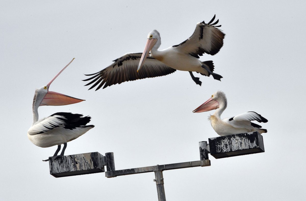 Самая тяжелая летающая птица