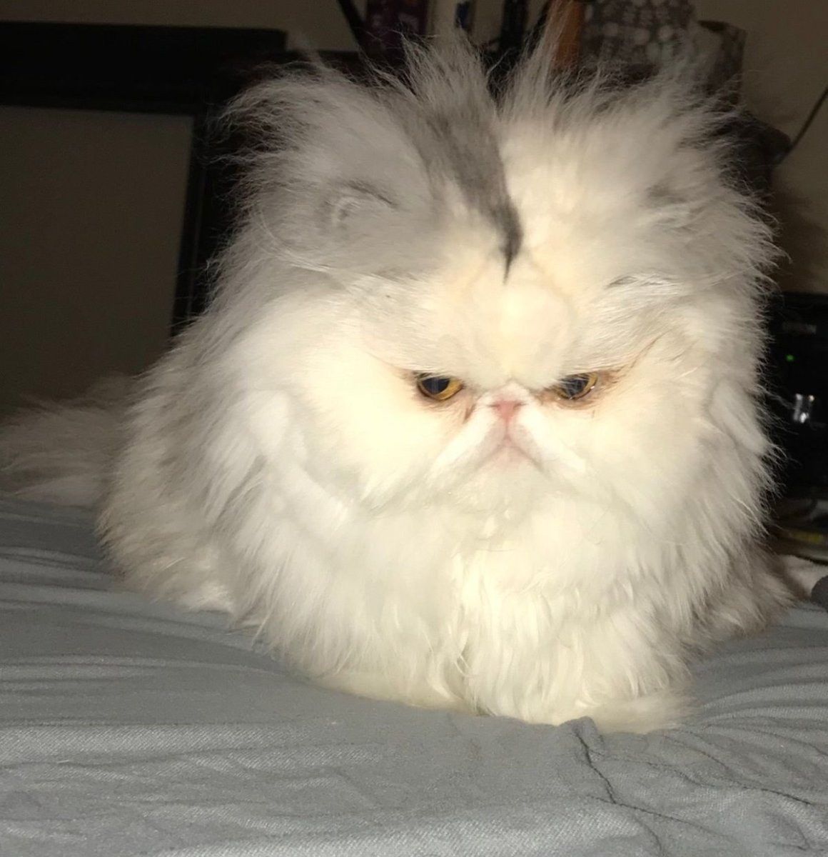 Персидский кот злой