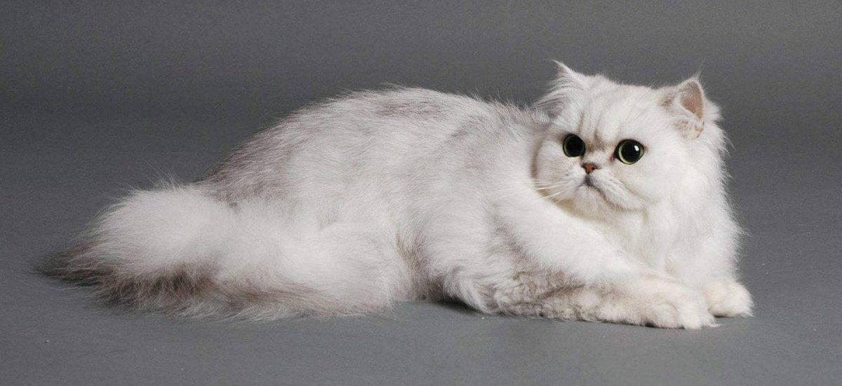 Длинношерстных котят-шиншилл шоу-класса