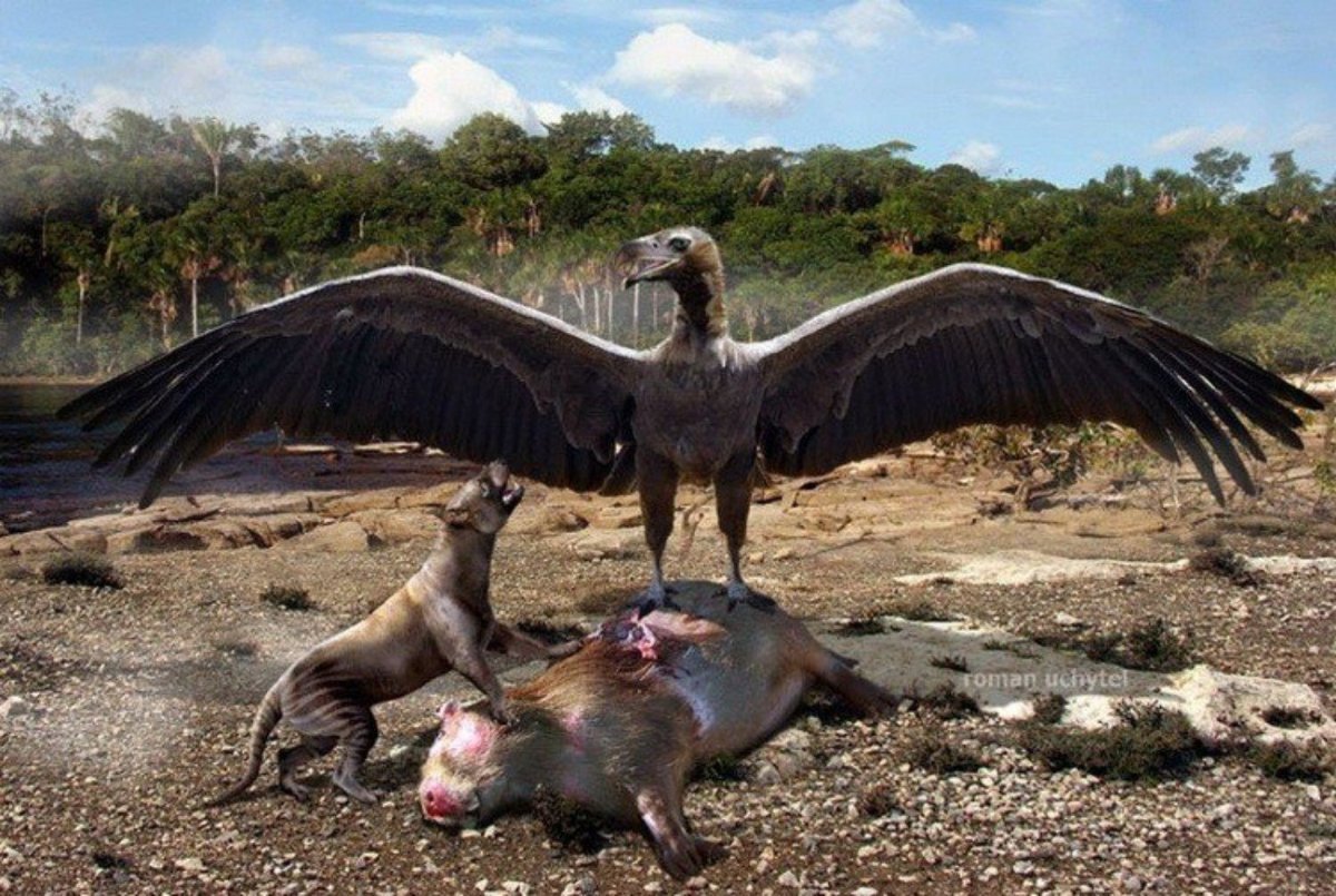 Аргентавис птица