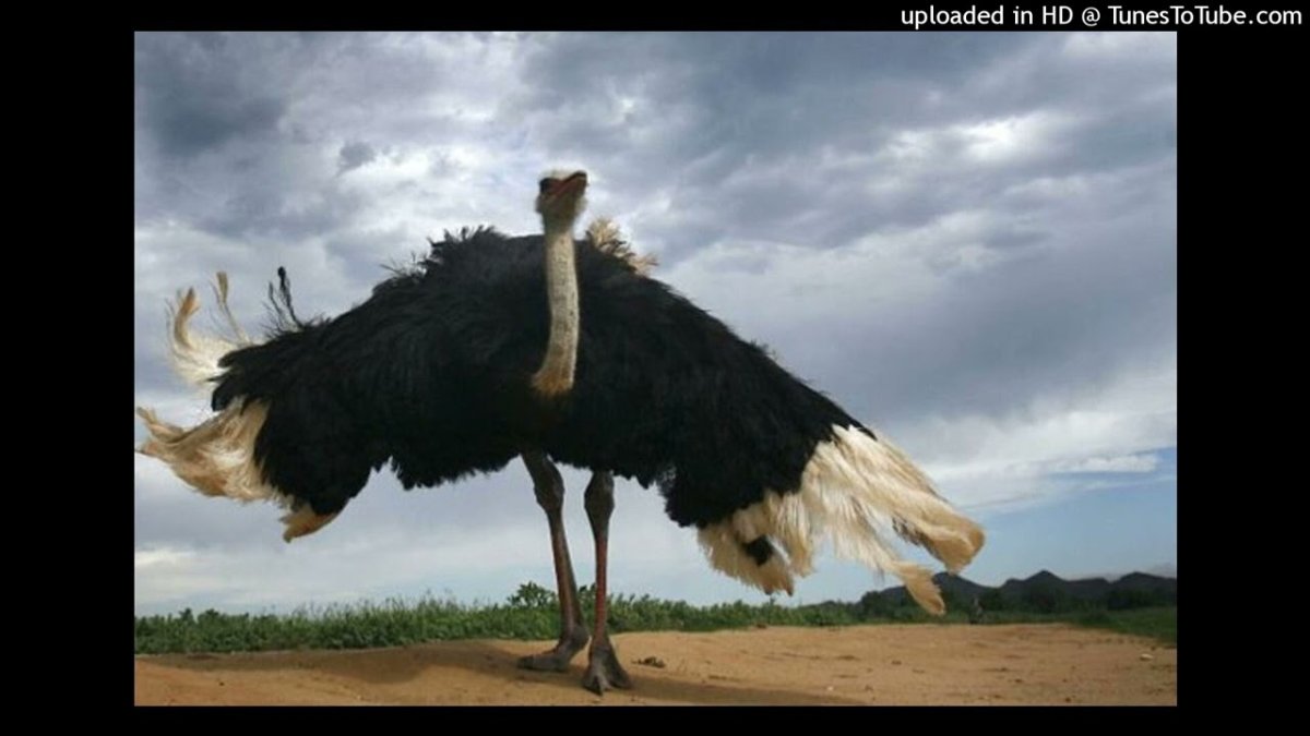 Африканский страус рост