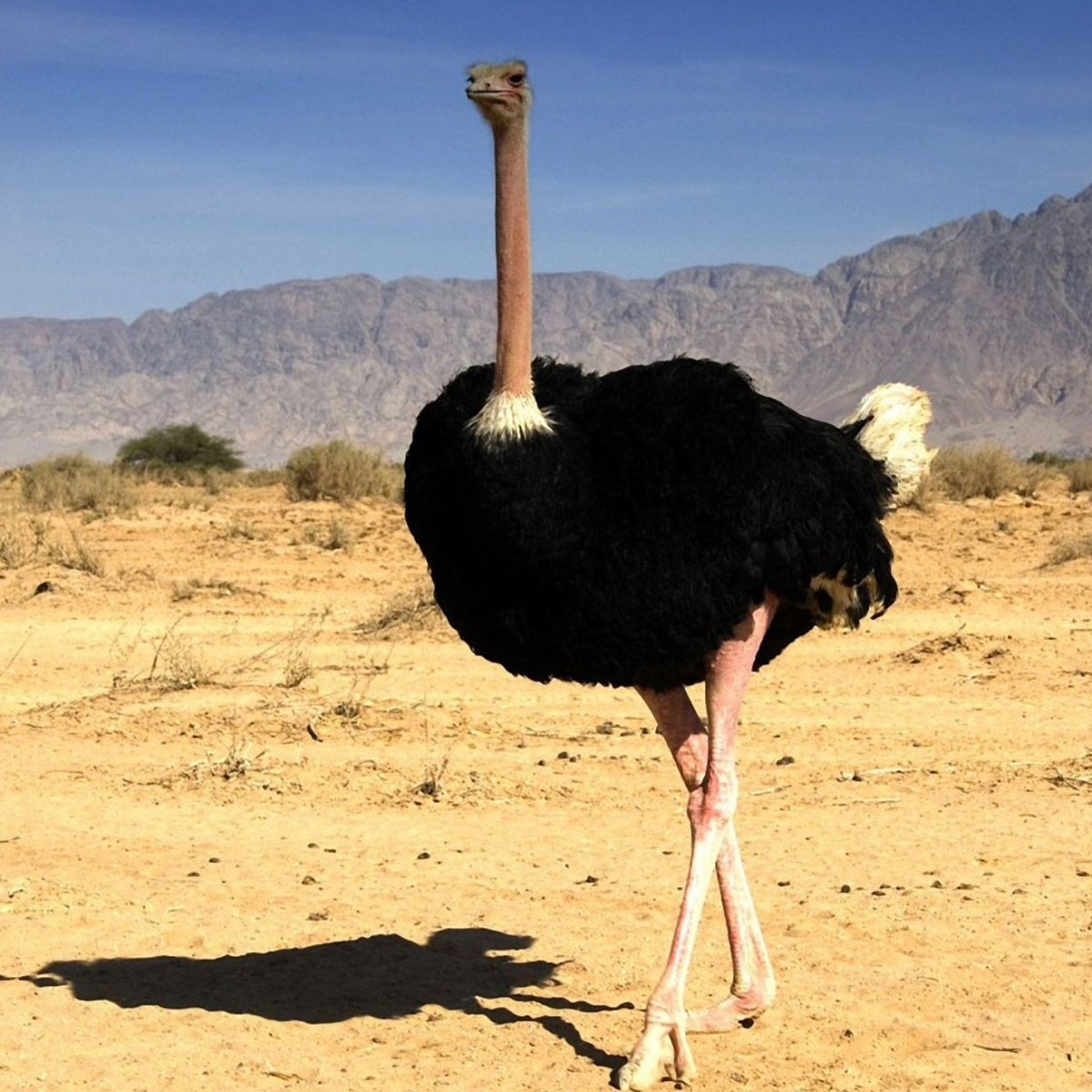 Черный Африканский статус