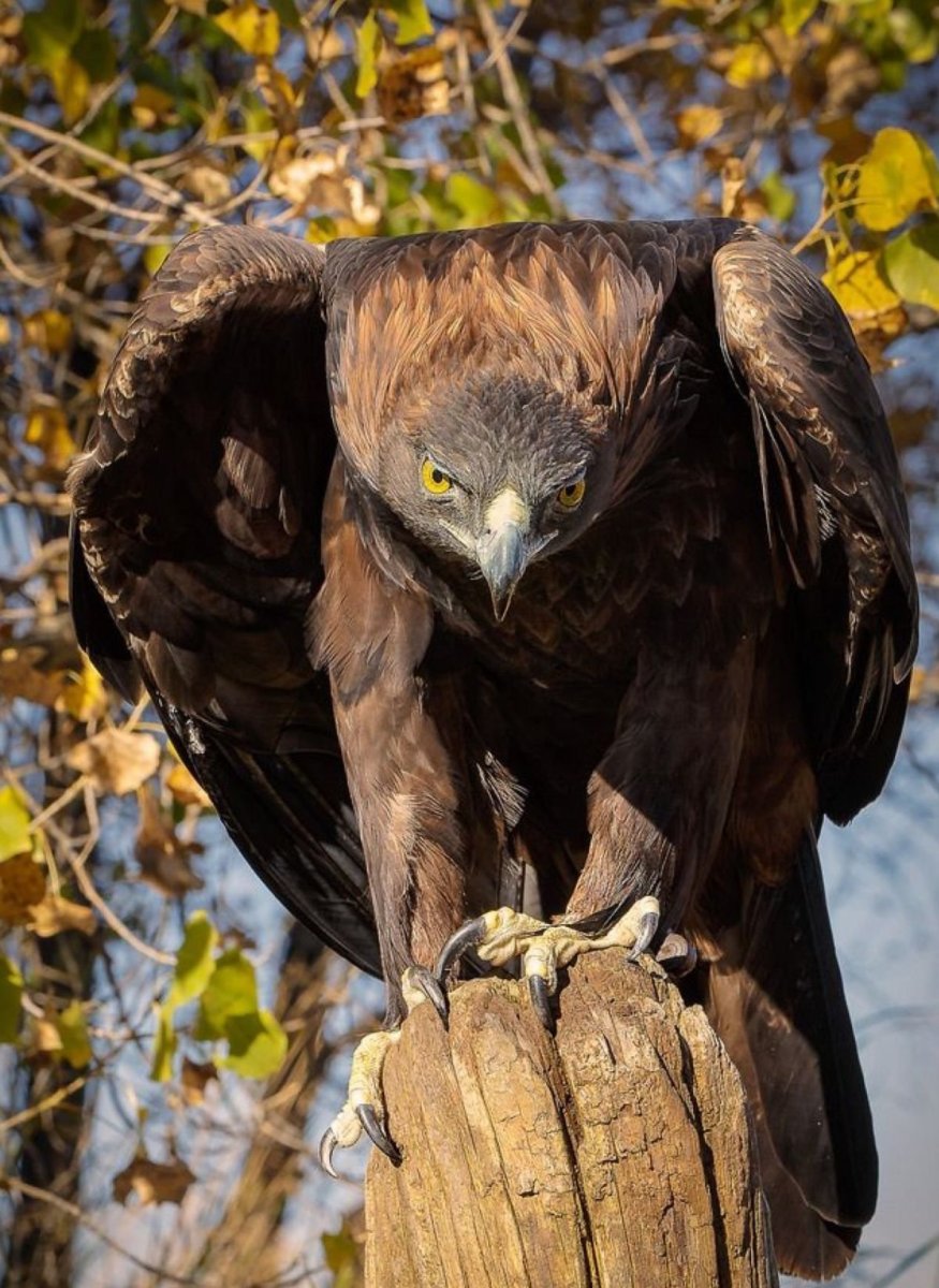 Крупные Хищные птицы