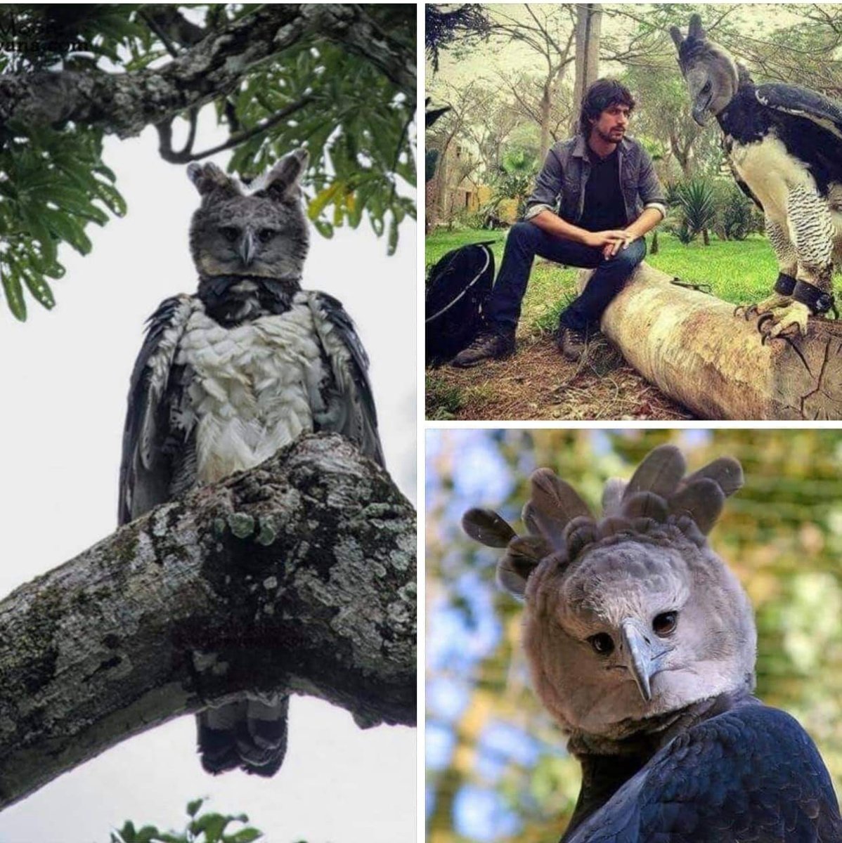 Гарпия птица и человек