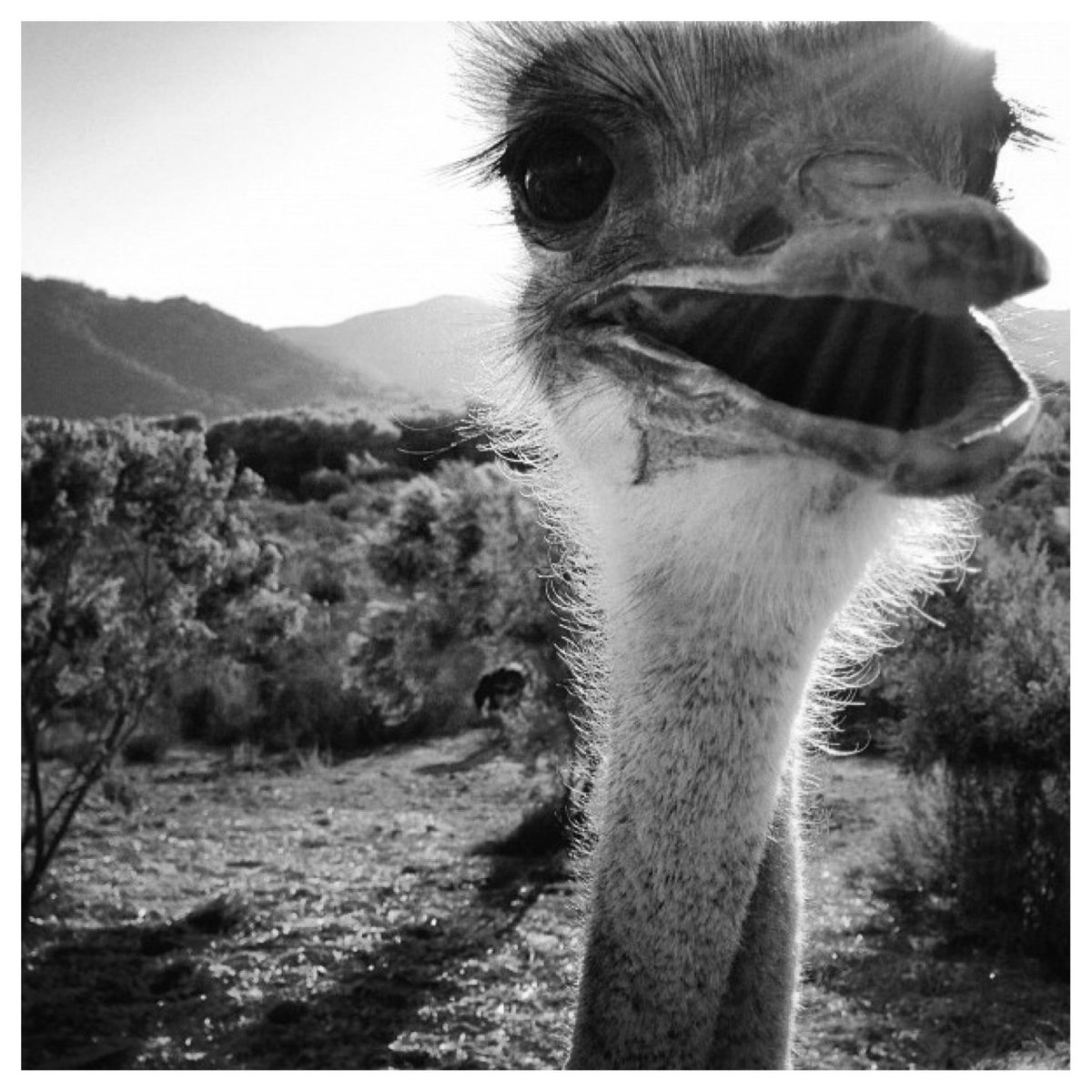 Страус фото