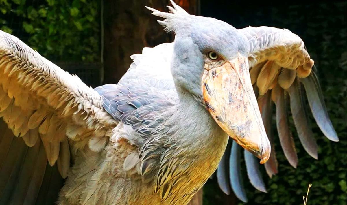 Ботинкоклювый китоглав