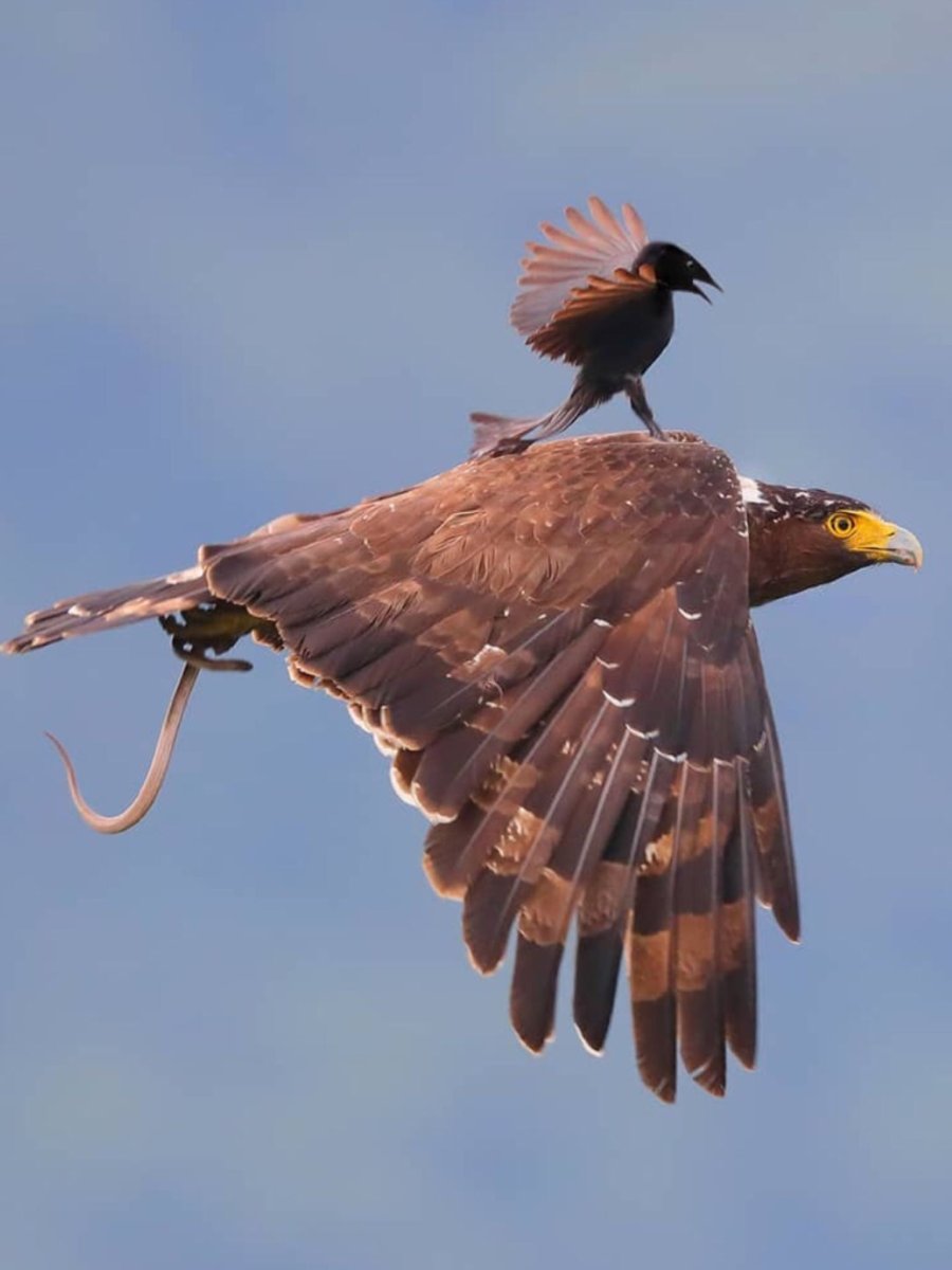 Фото гигантских птиц