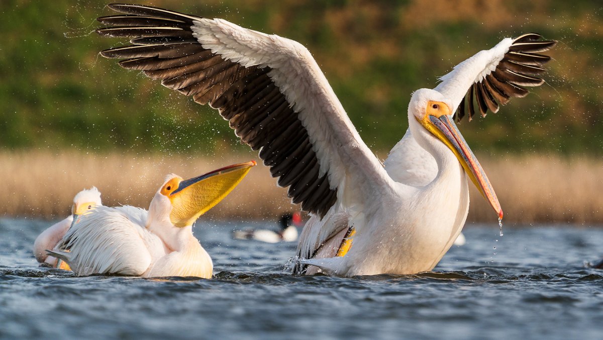 Розовый Пеликан птица