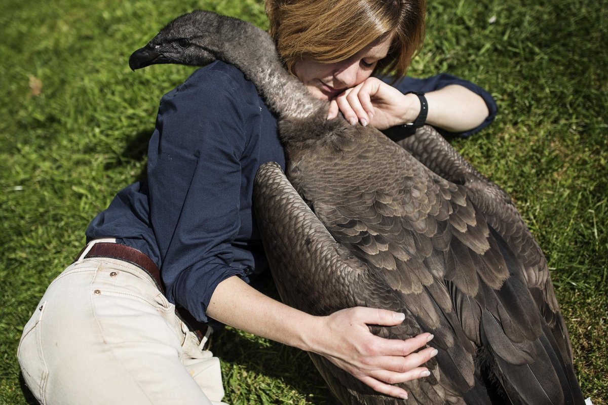 Самая большая хищная птица на земле