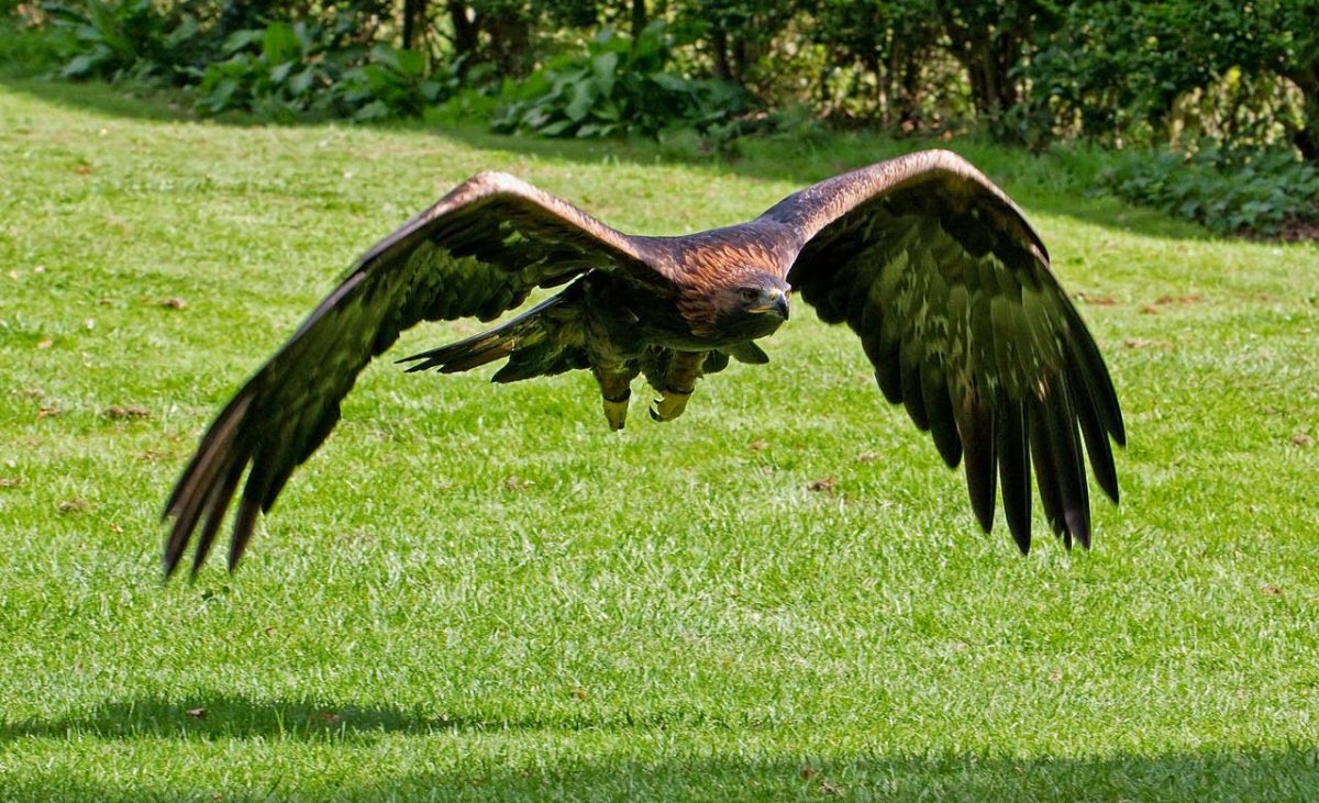 Беркут птица Австралии