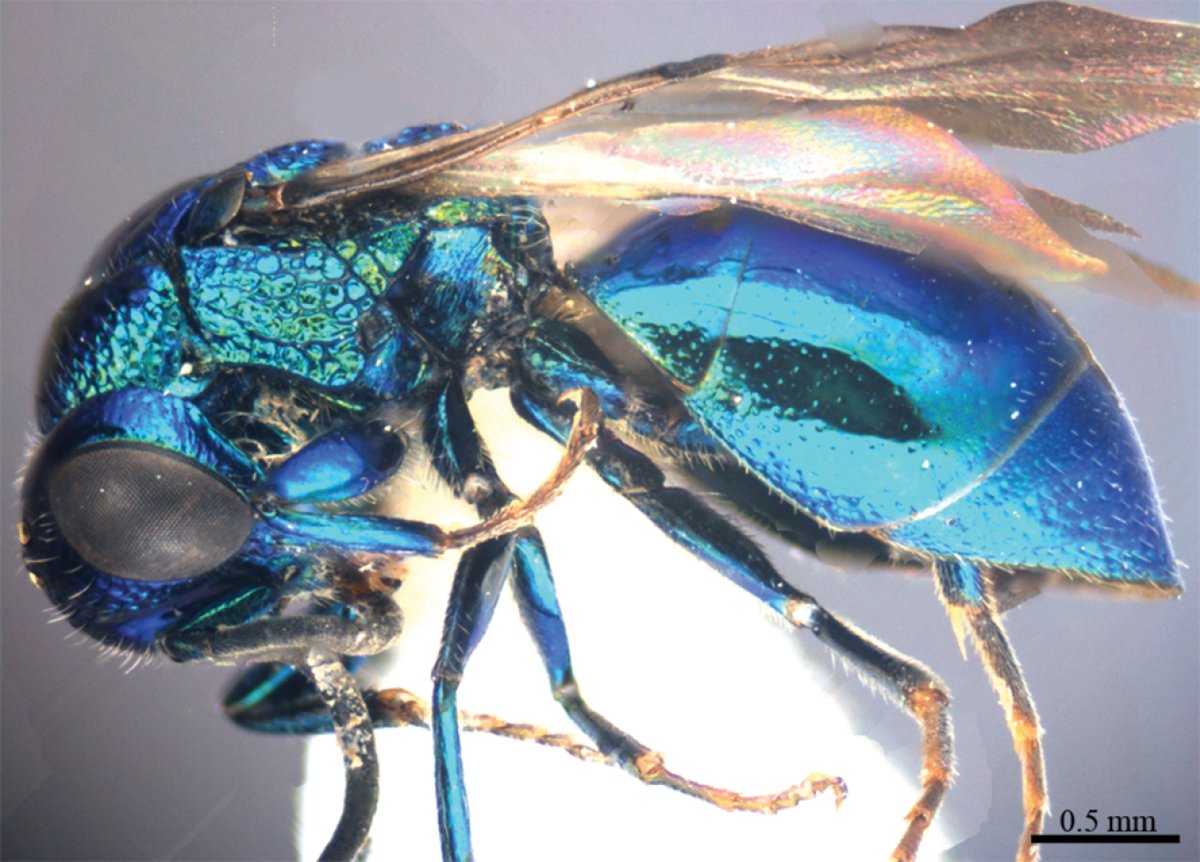 Голубая Оса блестянка