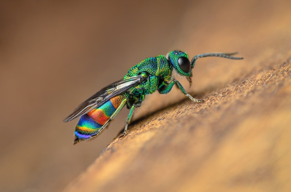 Оса блестянка