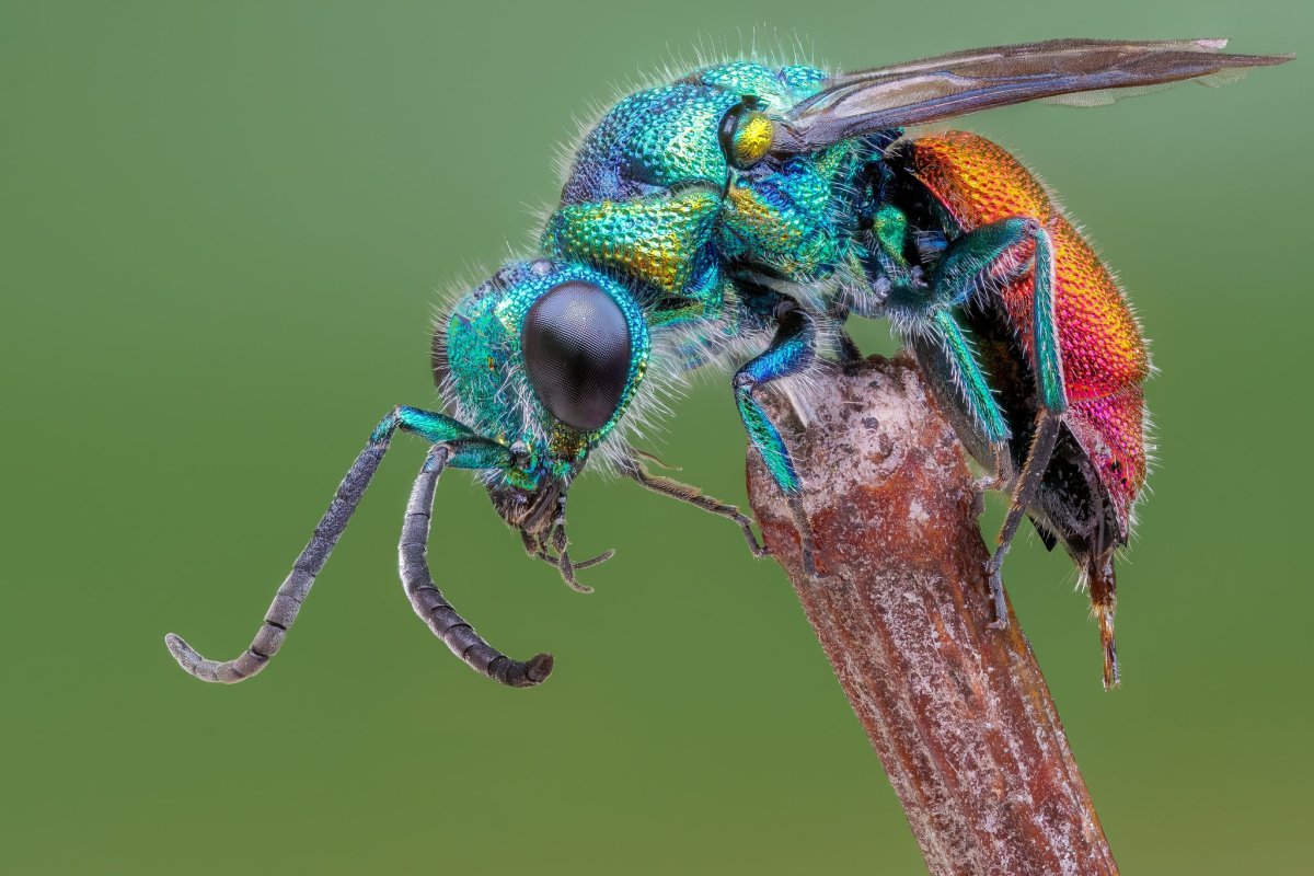 Оса блестянка на рабочий стол