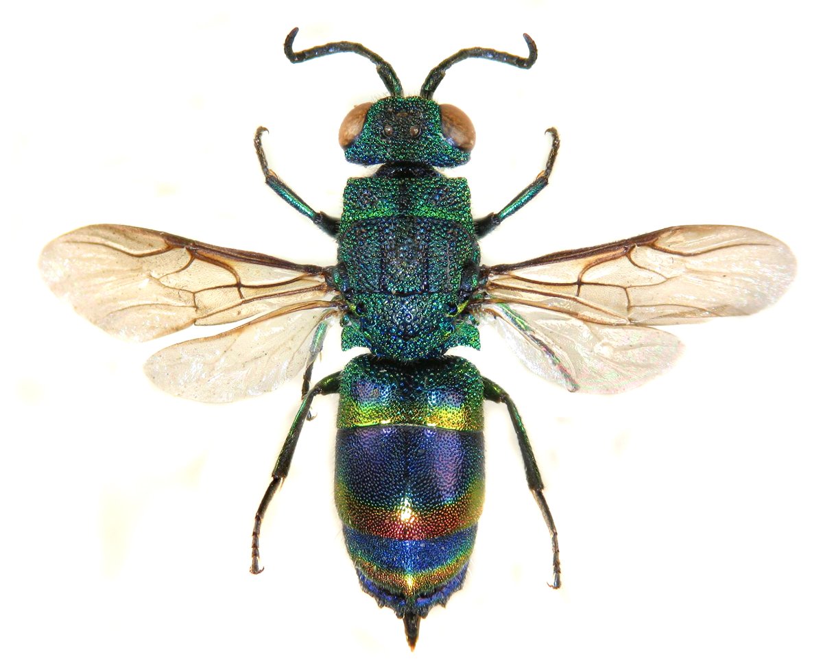 Оса бластофага