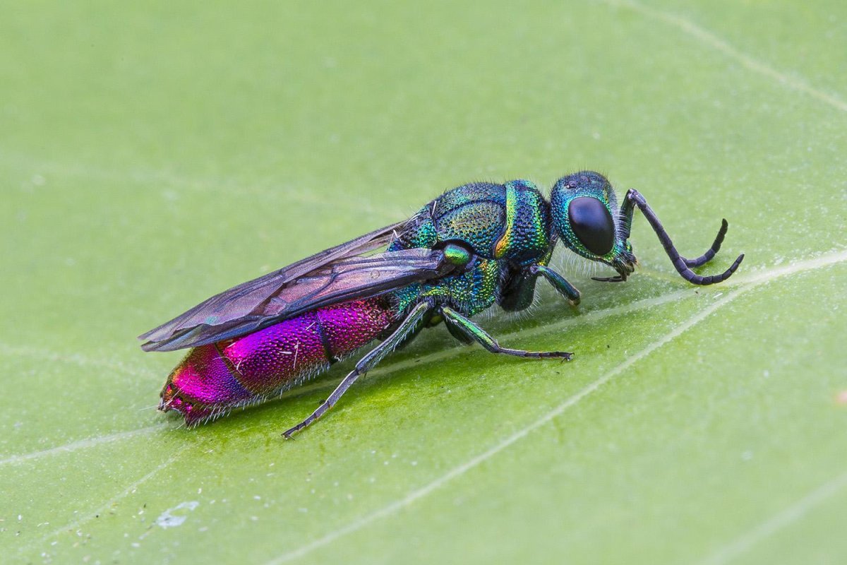 Оса блестянка огневая