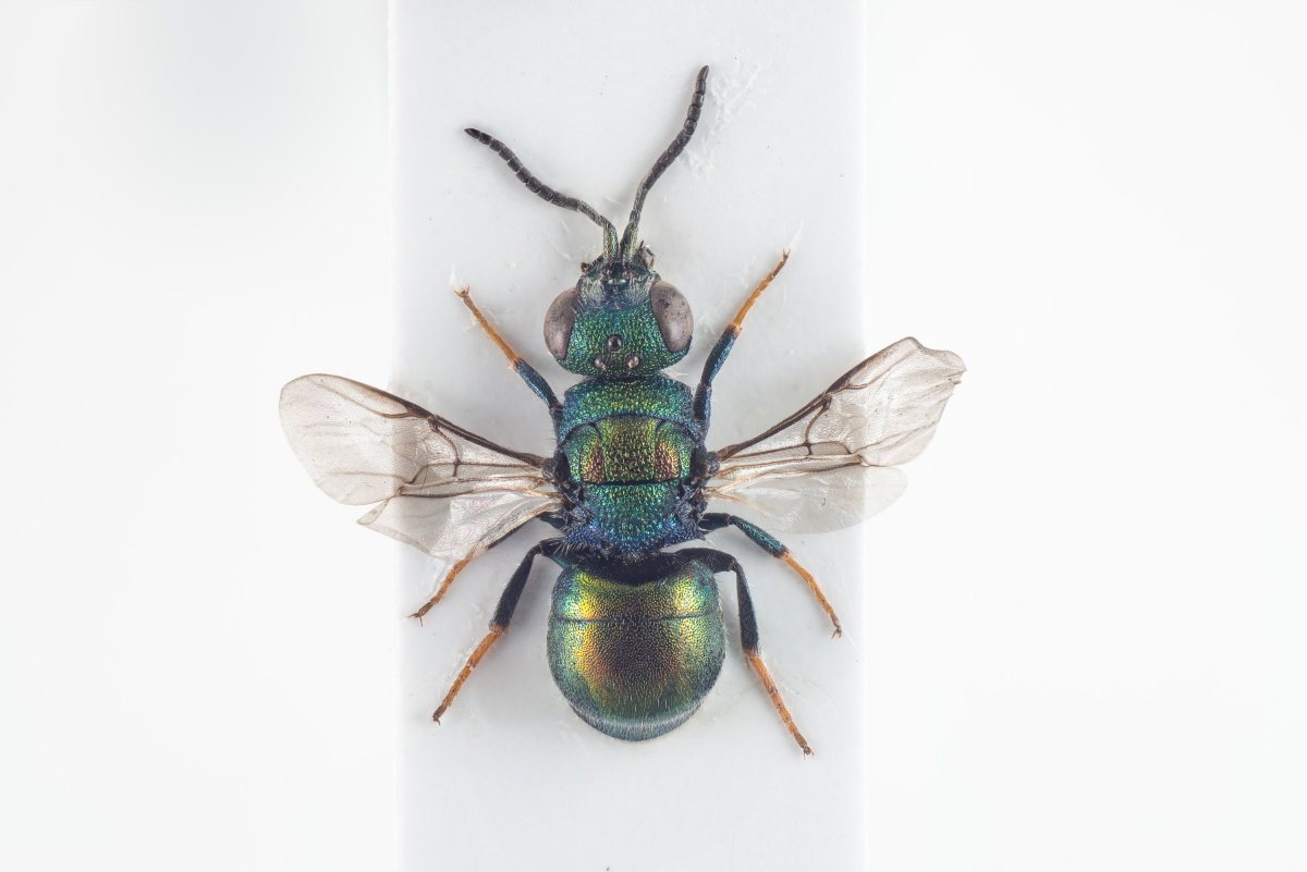 Макрофотография животных