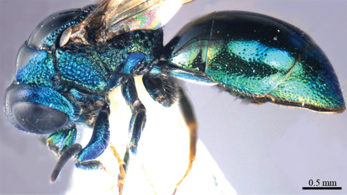 Голубая Оса блестянка