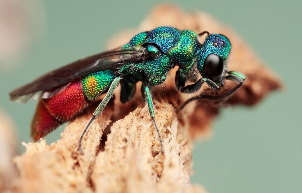 Голубая Оса блестянка