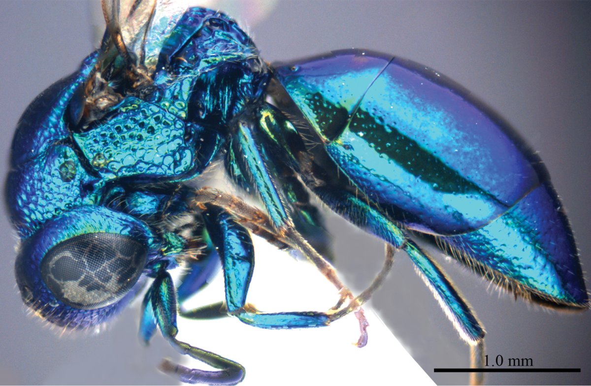 Блестянка сухофруктовая личинка