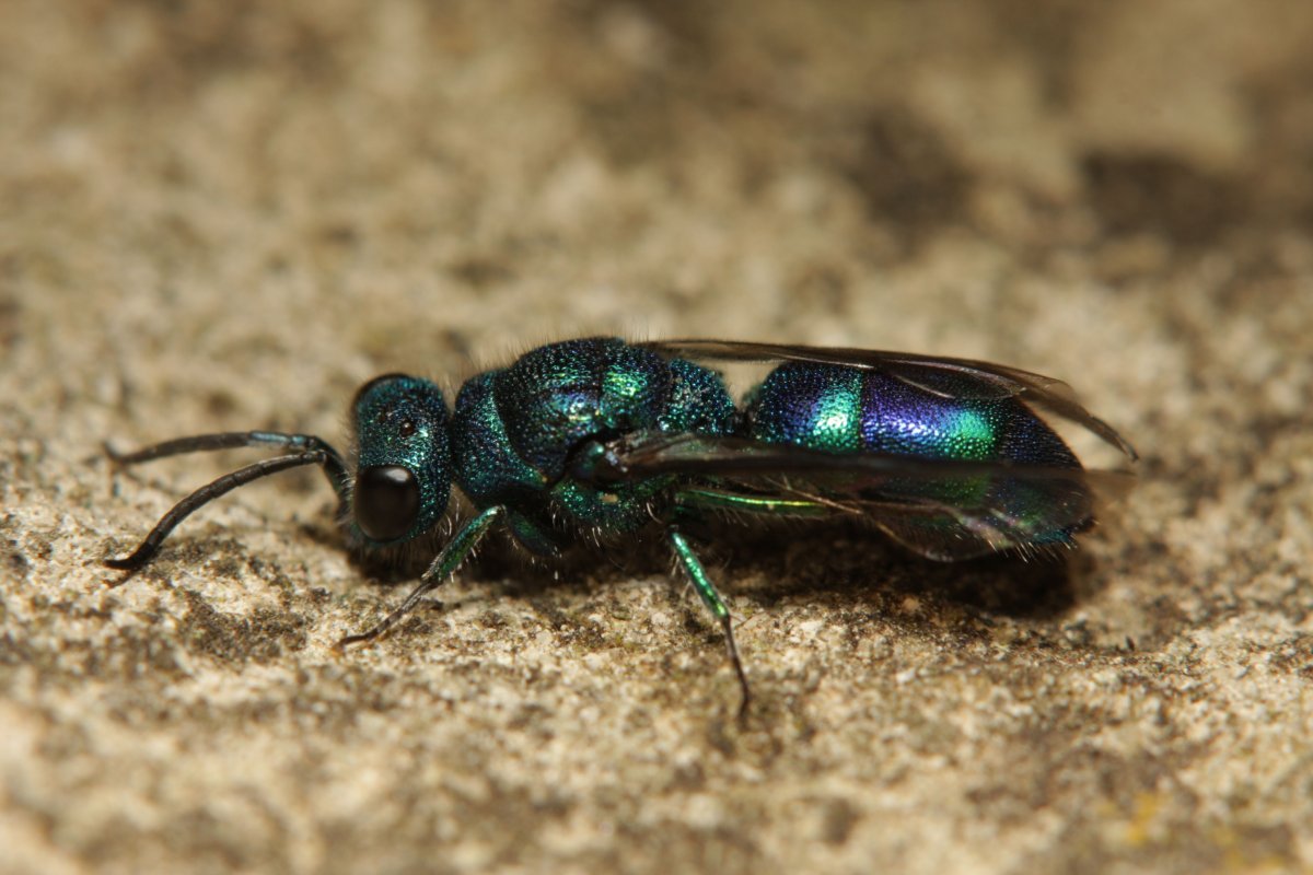 Голубая Оса блестянка