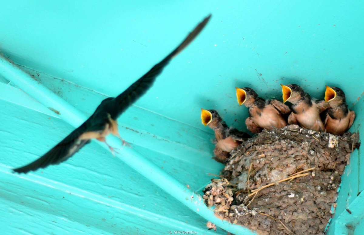 Ласточка гнездо птенцы