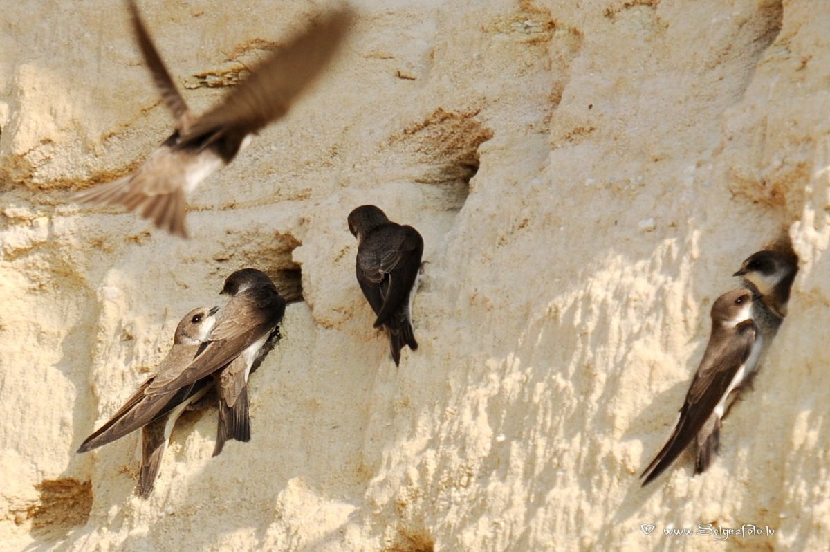 Гнездо ласточки береговушки