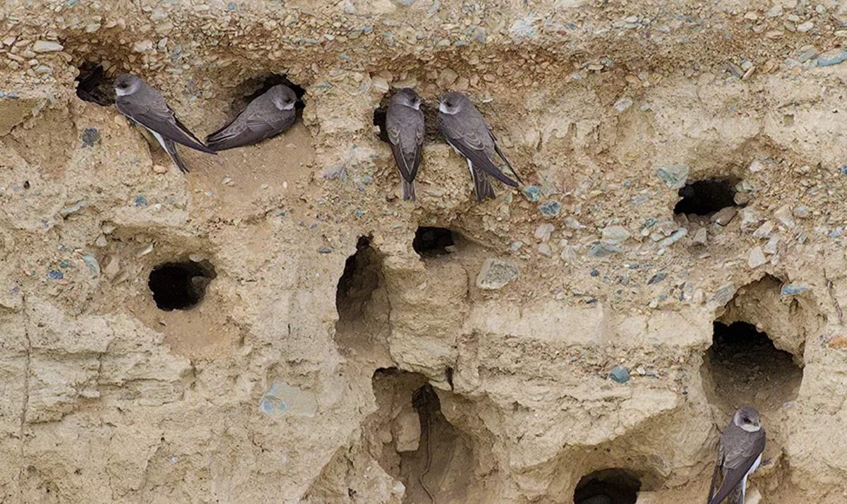 Гнездо ласточки береговушки