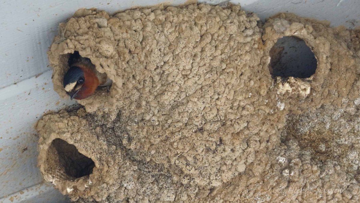 Гнездо ласточки береговушки внутри