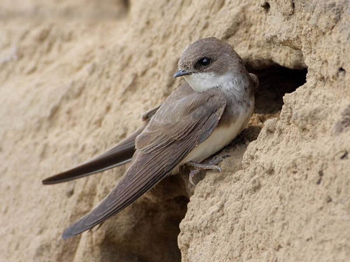 Ласточка береговушка