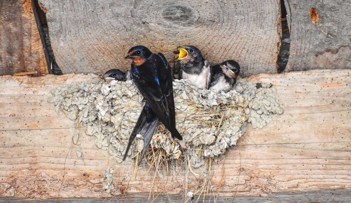 Амбарная Ласточка