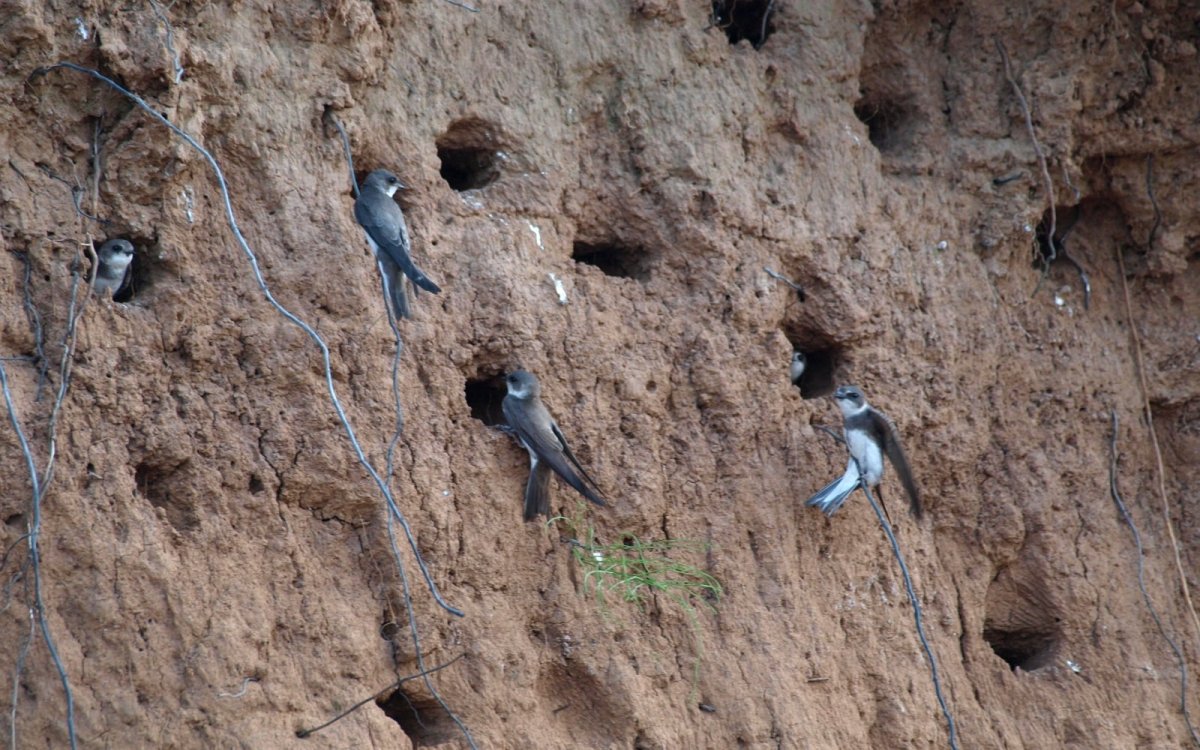 Ласточка птица гнездо
