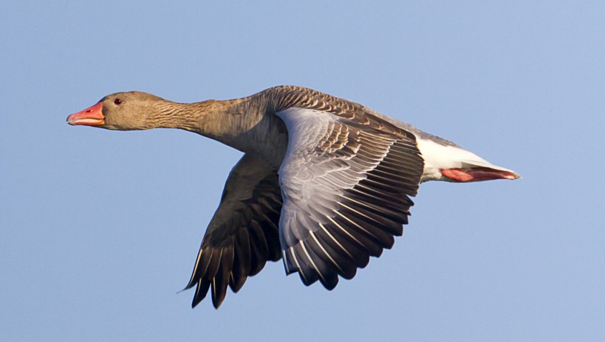 Серый Гусь Перелетная птица