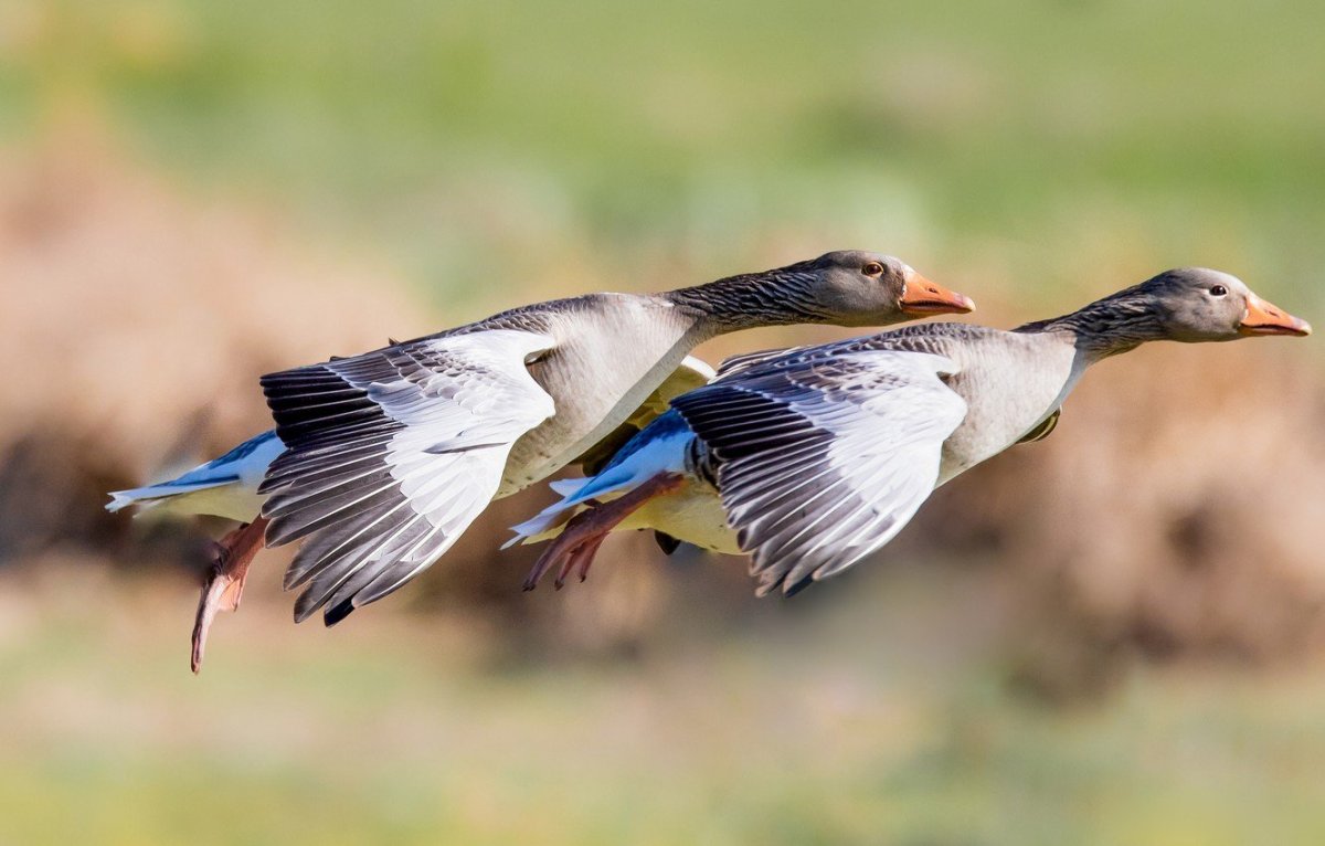 Гуси летают