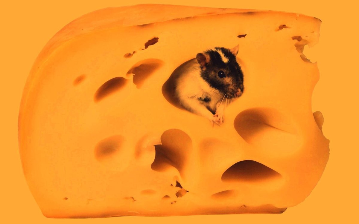 Сырный домик для мышки