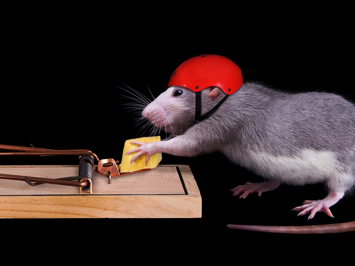 Забавные мышки