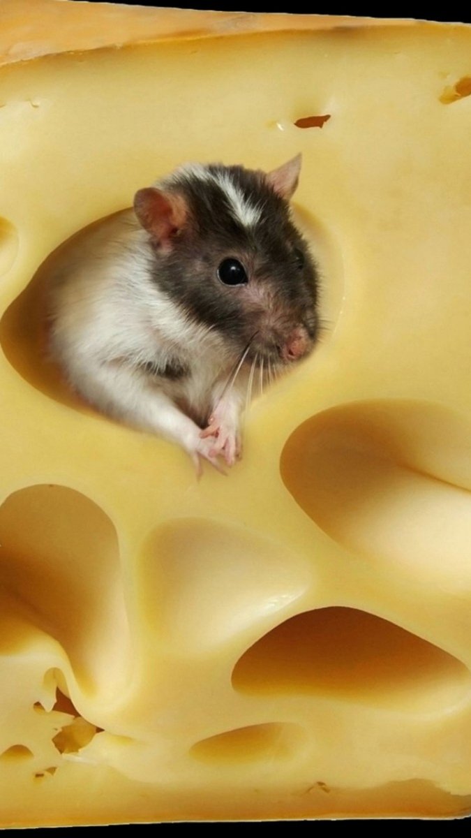 Мышь с сыром