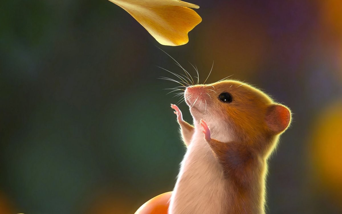 Милые хомяки