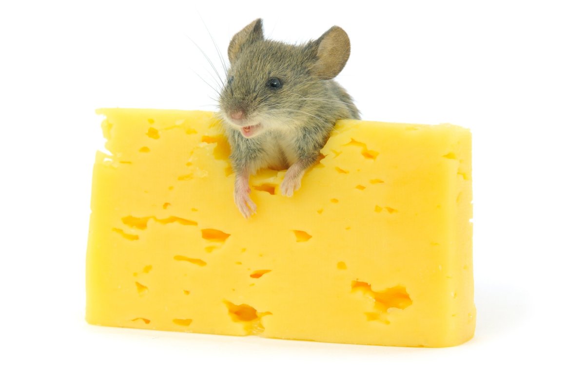 Крыса и сыр