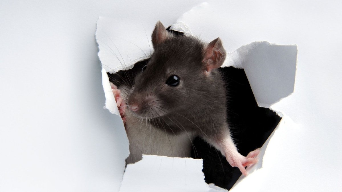 Мышка выглядывает из норки