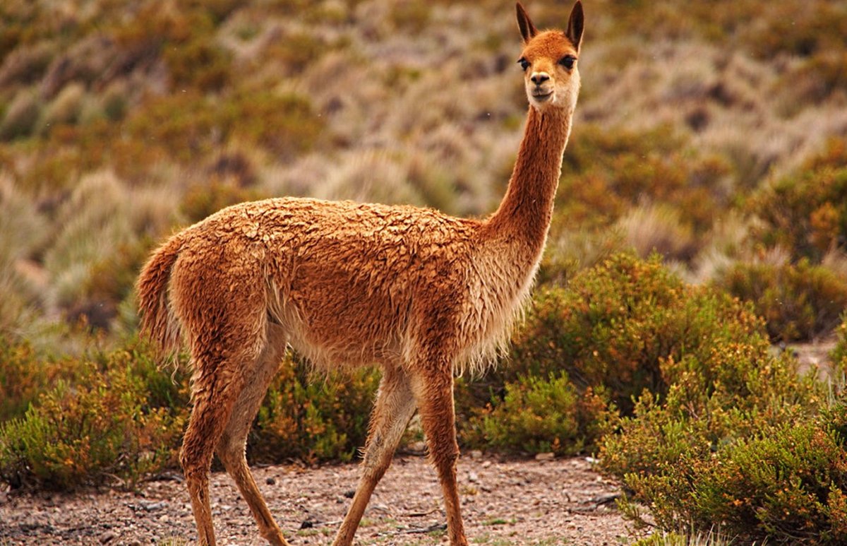 Лама гуанако