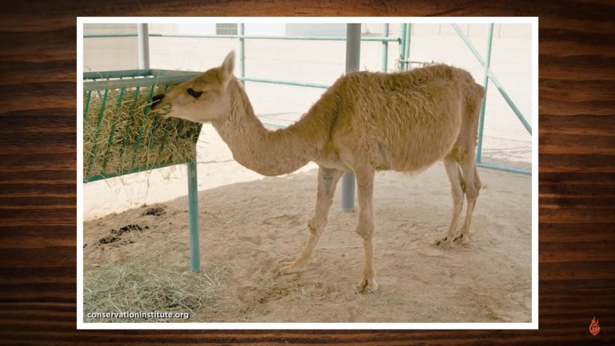 Лама и альпака