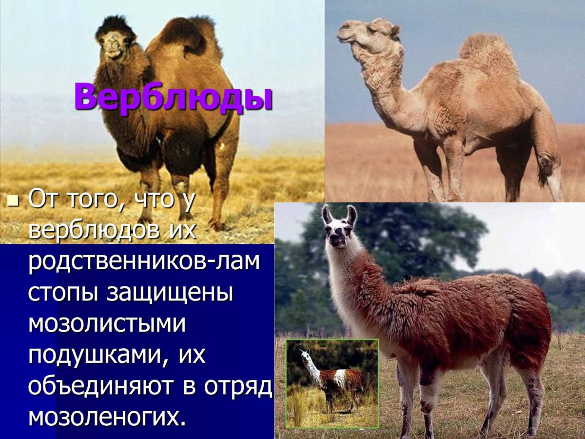 Родственник верблюда