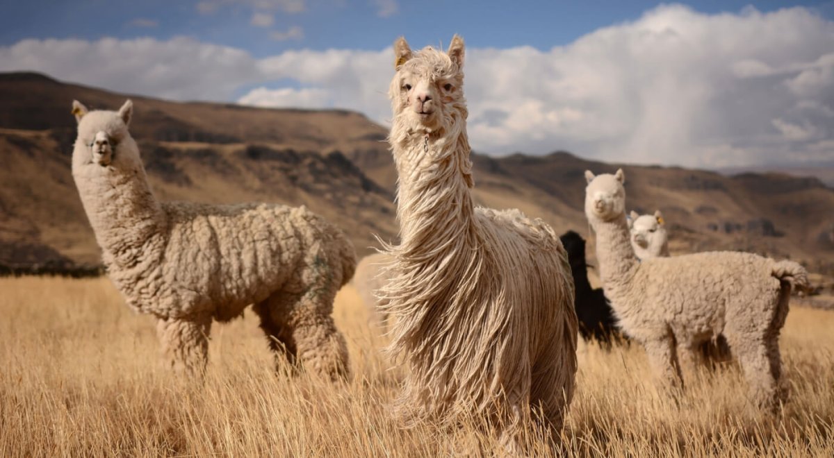 Альпака забавная