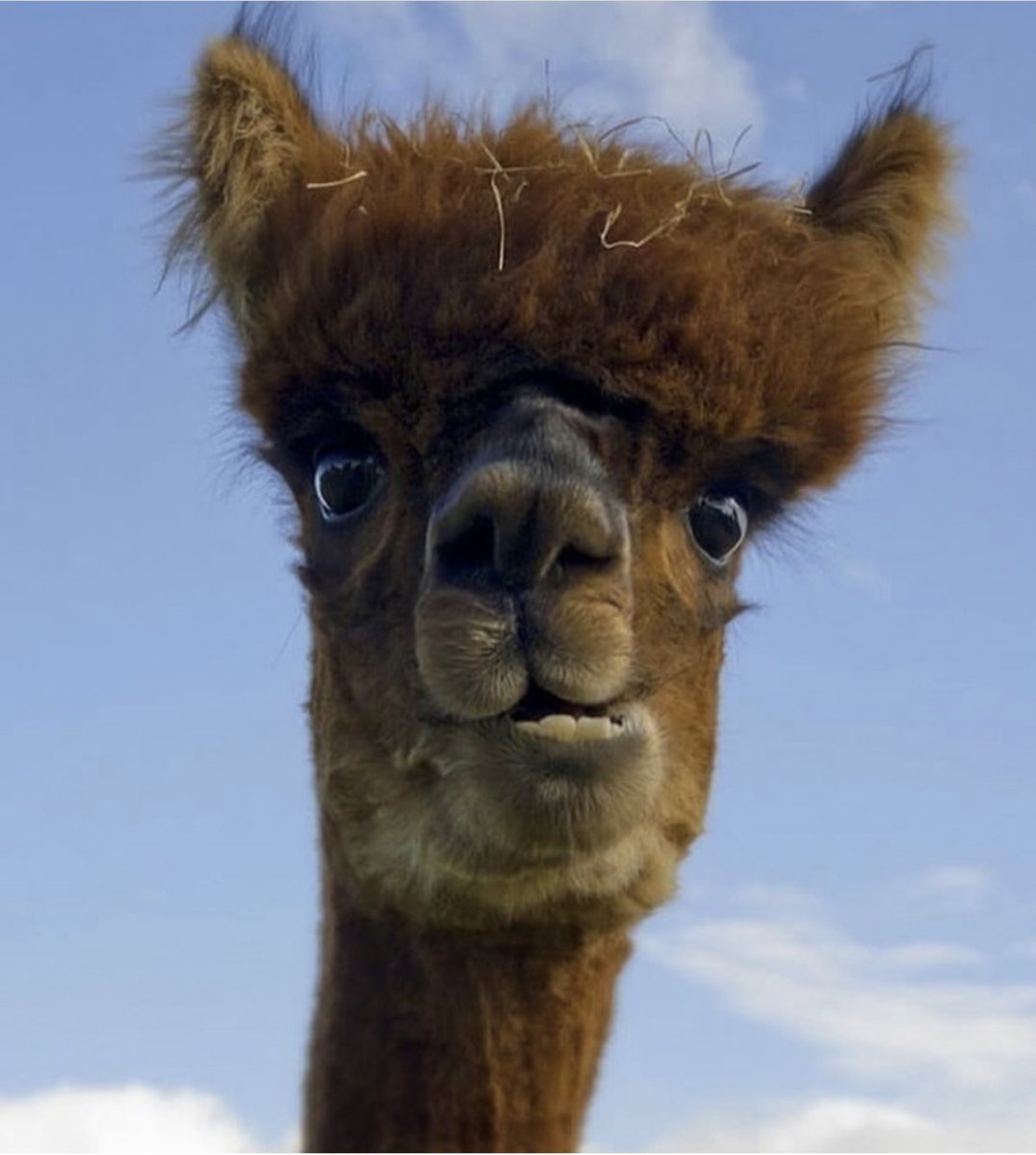 Аргентинский верблюдоид