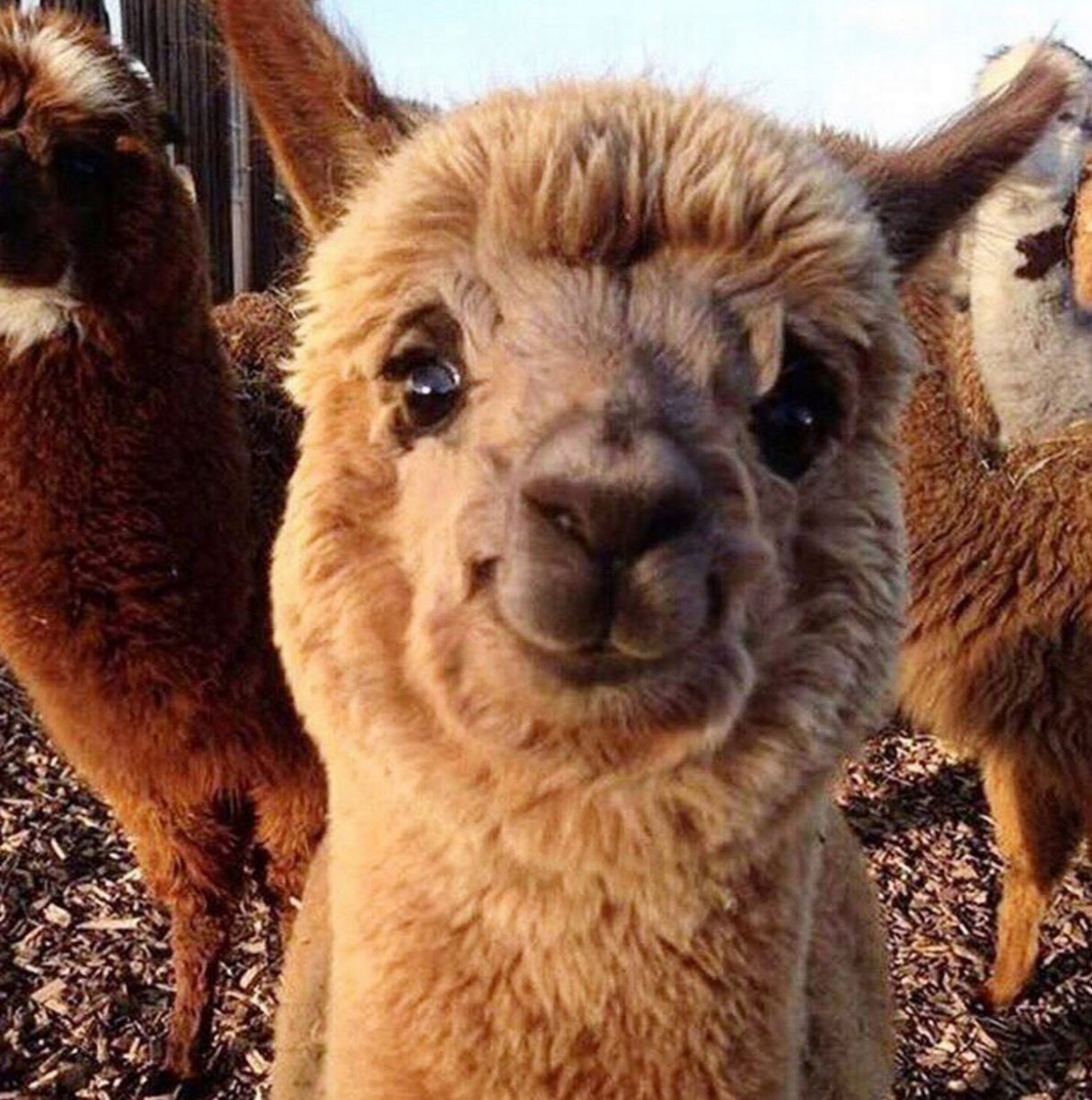 Лама и альпака