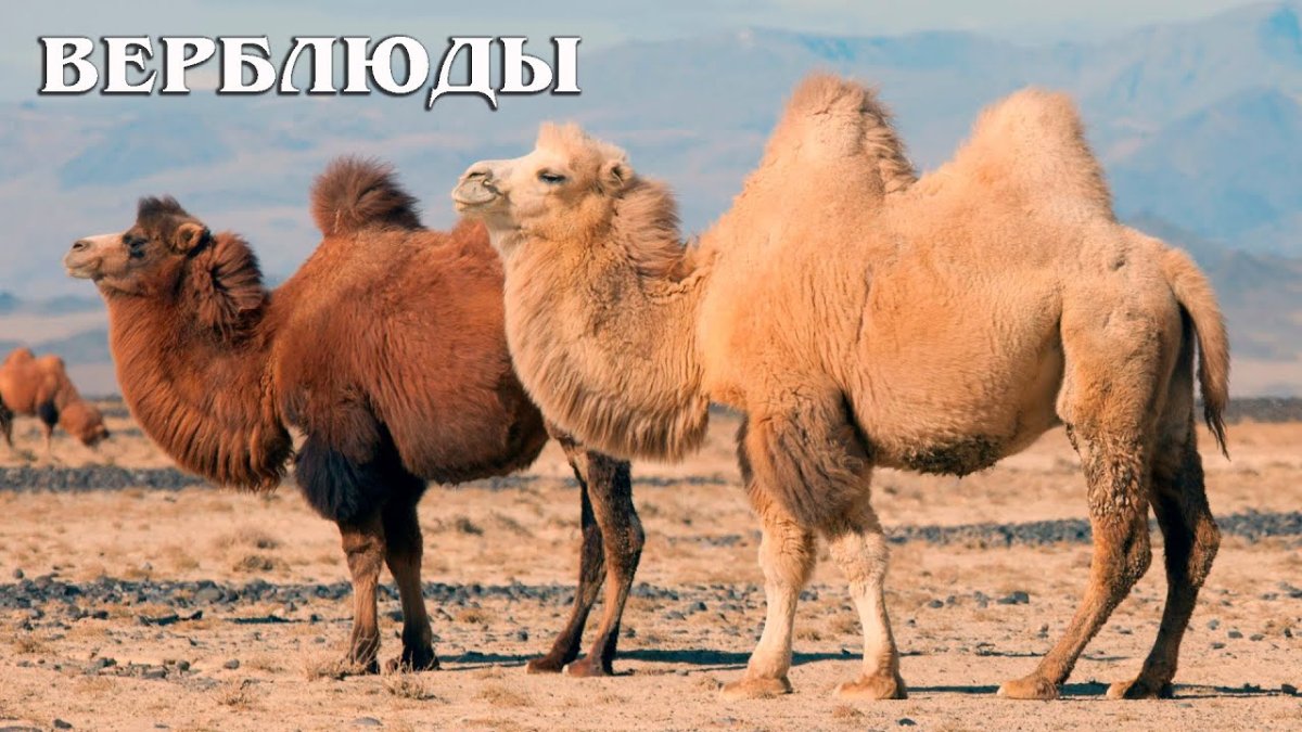 Двугорбый верблюд в Монголии