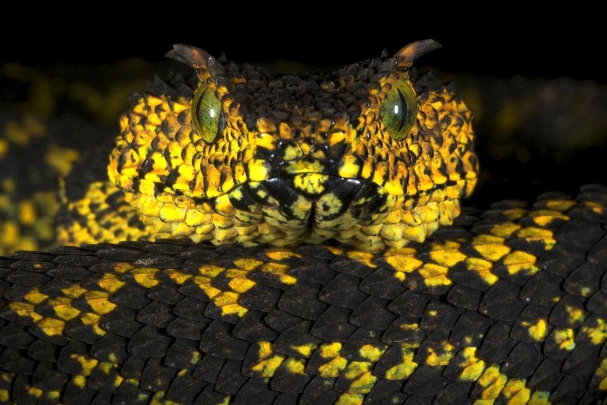 Кустарниковая гадюка (Atheris