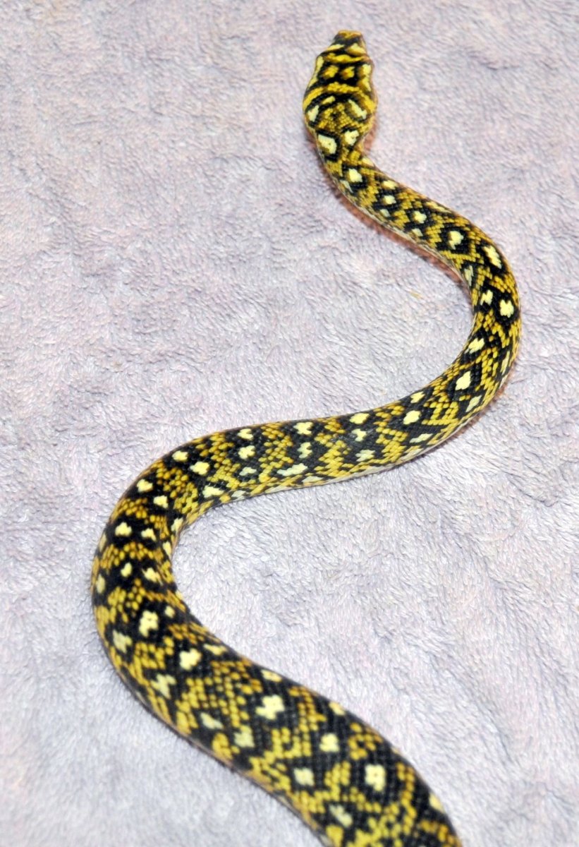 Бриллиантовый питон