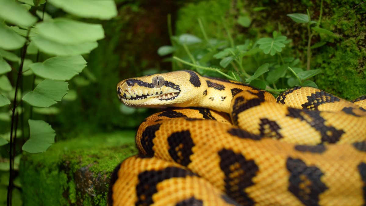 Пятнистый питон змея