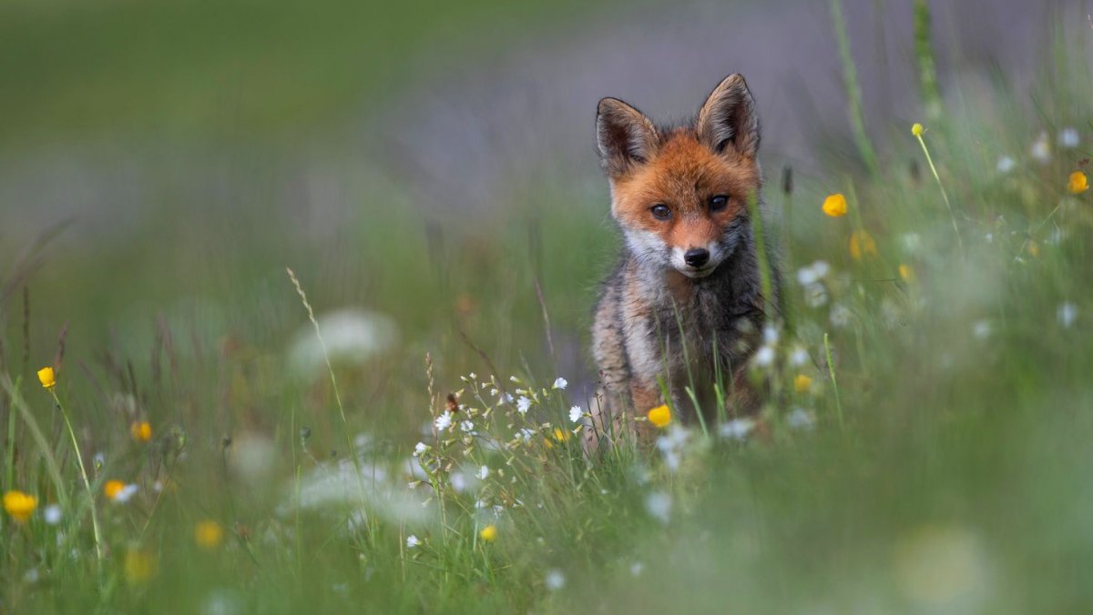 Лиса на лугу